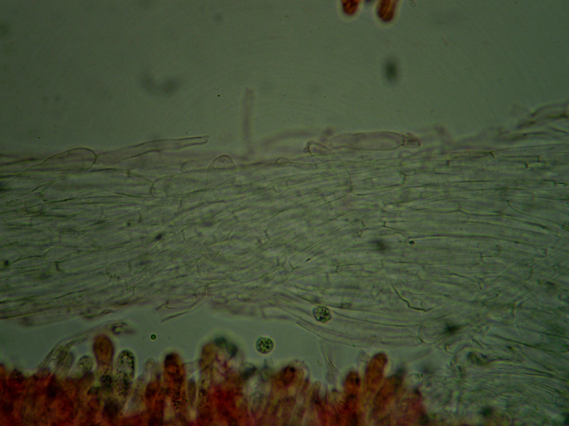 Sotto alberi fruttiferi ....